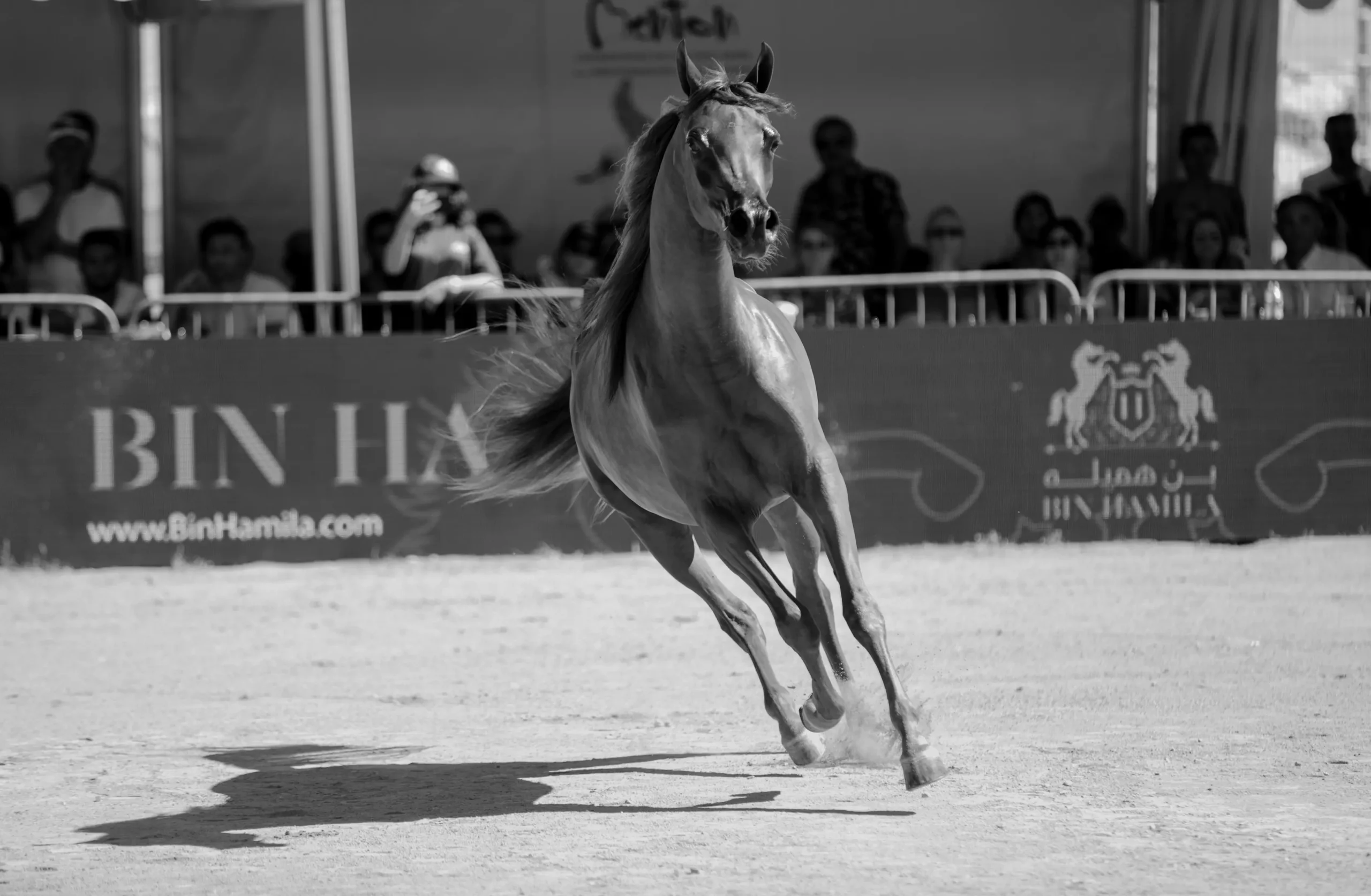 cheval photo Catherine Filliol